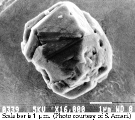 SEM micrograph of presolar SiC crystal