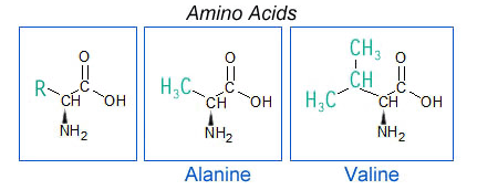 Structures of amino acids.
